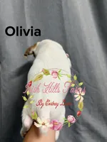 Olivia, a female Jack Russell Terrier for sale in Dover, FL – 7 of 8