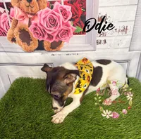 Odie, a female Jack Russell Terrier for sale in Dover, FL – 2 of 7