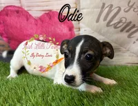 Odie, a female Jack Russell Terrier for sale in Dover, FL – 8 of 9