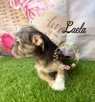 Laela, a female Jack Russell Terrier and Shih Tzu for sale in Dover, FL – 8 of 8