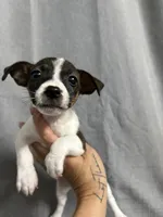 Odie, a female Jack Russell Terrier for sale in Dover, FL – 4 of 6