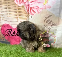 Mitch, a male Shih Tzu for sale in Dover, FL – 4 of 10