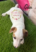 Odan, a male Jack Russell Terrier for sale in Dover, FL – 2 of 6