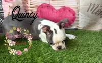 Quincy, a male Boston Terrier for sale in Dover, FL – 1 of 10