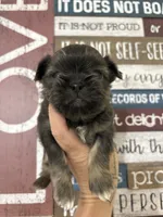 Mitch, a male Shih Tzu for sale in Dover, FL – 6 of 8