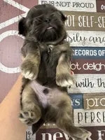 Mitch, a male Shih Tzu for sale in Dover, FL – 3 of 8