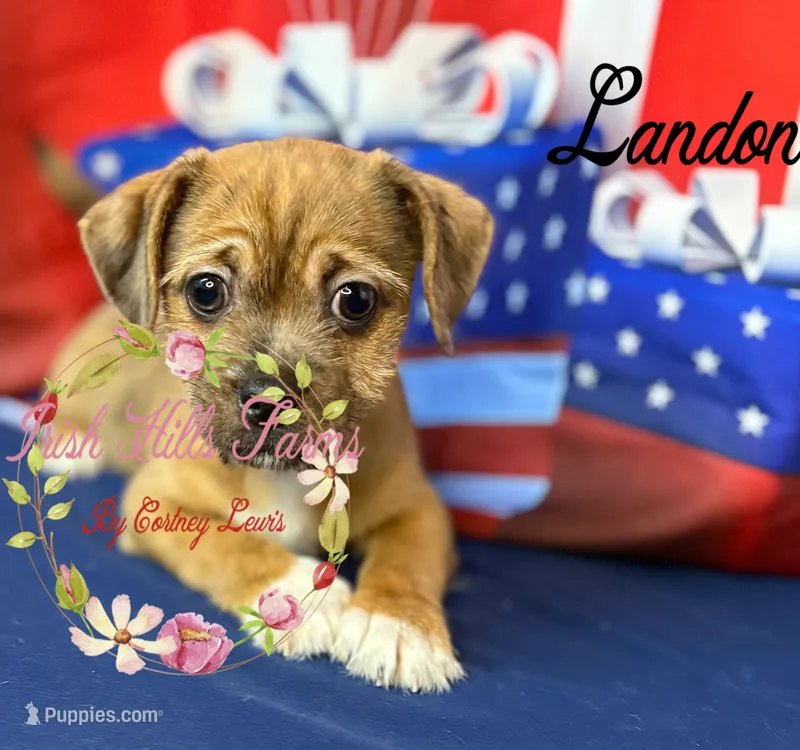 Landon – Jack Russell Terrier, Shih Tzu puppy for sale in Dover, FL