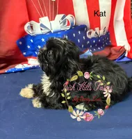 Kat, a female Maltese and Shih Tzu for sale in Dover, FL – 3 of 6