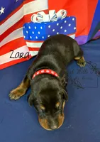 Zara, a female Doberman Pinscher for sale in Dover, FL – 3 of 5