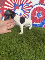 Kai, a male Jack Russell Terrier for sale in Dover, FL – Photo 4 of 6