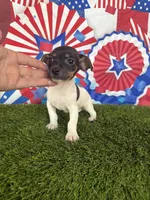 Kai, a male Jack Russell Terrier for sale in Dover, FL – Photo 6 of 6