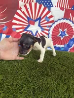Kai, a male Jack Russell Terrier for sale in Dover, FL – Photo 5 of 6
