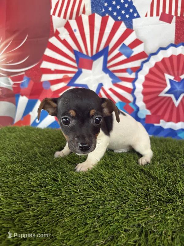 Kai – Jack Russell Terrier puppy for sale in Dover, FL