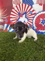 Kai, a male Jack Russell Terrier for sale in Dover, FL – Photo 1 of 6