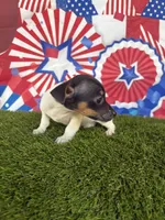 Kai, a male Jack Russell Terrier for sale in Dover, FL – Photo 2 of 6