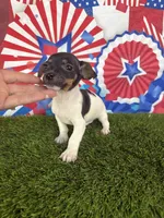 Kai, a male Jack Russell Terrier for sale in Dover, FL – Photo 3 of 6