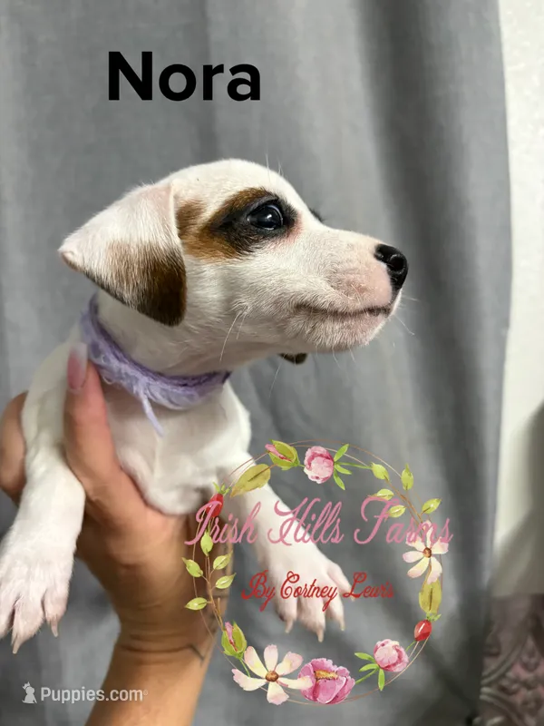 Nora – Jack Russell Terrier puppy for sale in Dover, FL