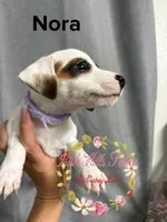 Nora, a female Jack Russell Terrier for sale in Dover, FL – 1 of 5