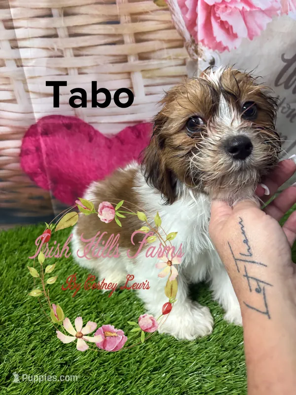 Tabo – Maltese, Shih Tzu puppy for sale in Dover, FL