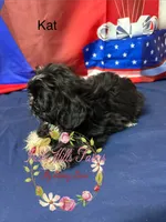 Kat, a female Maltese and Shih Tzu for sale in Dover, FL – 4 of 6