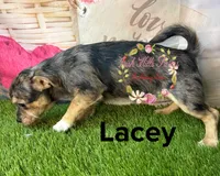 Lacey, a female Jack Russell Terrier and Shih Tzu for sale in Dover, FL – 5 of 7