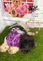 Taft, a male Maltese and Shih Tzu for sale in Dover, FL – 4 of 10