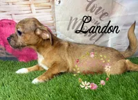 Landon, a male Jack Russell Terrier and Shih Tzu for sale in Dover, FL – 2 of 9