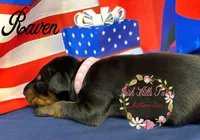 Raven, a female Doberman Pinscher for sale in Dover, FL – 4 of 4