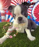 Hagar, a male Boston Terrier for sale in Dover, FL – Photo 2 of 4