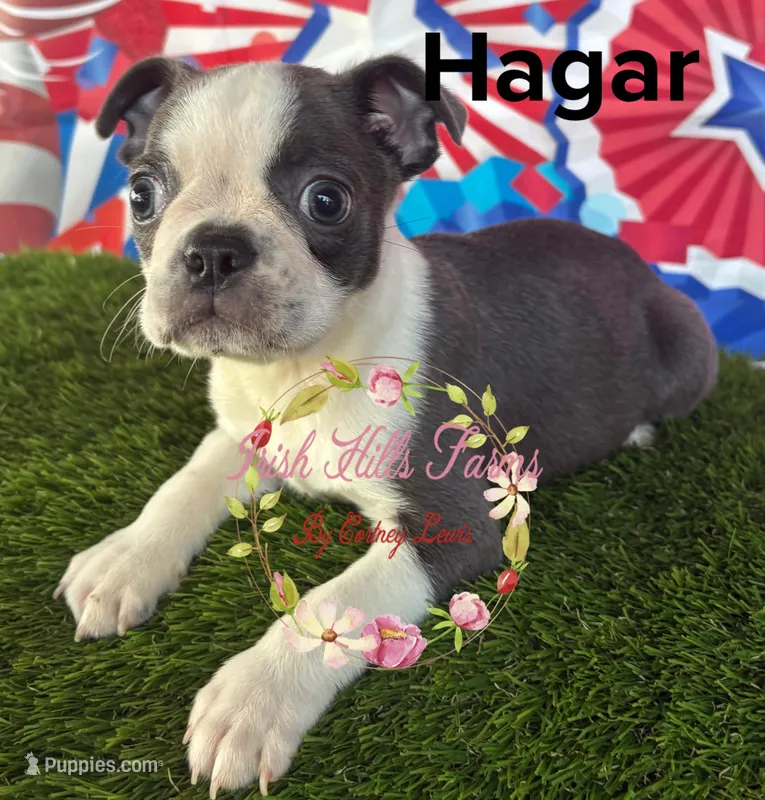 Hagar – Boston Terrier puppy for sale in Dover, FL