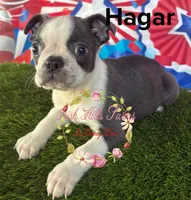 Hagar, a male Boston Terrier for sale in Dover, FL – Photo 1 of 4