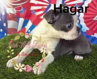 Hagar, a male Boston Terrier for sale in Dover, FL – Photo 3 of 4