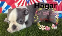 Hagar, a male Boston Terrier for sale in Dover, FL – Photo 4 of 4