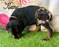 Kane, a male Doberman Pinscher for sale in Dover, FL – 4 of 4