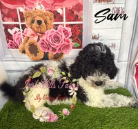 Sam , a male Poodle - Miniature  for sale in Dover, FL – 5 of 6