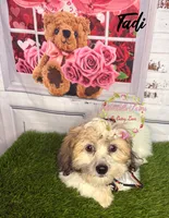Tadi, a female Maltese and Shih Tzu for sale in Dover, FL – 5 of 6