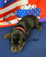 Zara, a female Doberman Pinscher for sale in Dover, FL – 2 of 5
