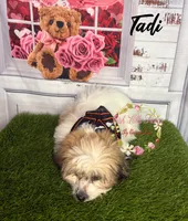 Tadi, a female Maltese and Shih Tzu for sale in Dover, FL – 3 of 6
