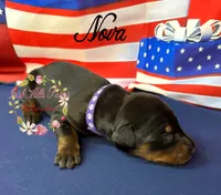Nova, a female Doberman Pinscher for sale in Dover, FL – 4 of 6