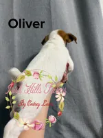 Oliver, a male Jack Russell Terrier for sale in Dover, FL – 4 of 6
