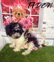Taden, a male Maltese and Shih Tzu for sale in Dover, FL – 3 of 7