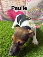 Paulie, a male Jack Russell Terrier for sale in Dover, FL – 3 of 3