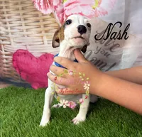 Nash, a male Jack Russell Terrier for sale in Dover, FL – 4 of 6