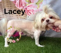 Lacey, a female Shih Tzu for sale in Dover, FL – 2 of 5