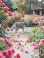 Larkin, a female Shih Tzu for sale in Dover, FL – 2 of 3