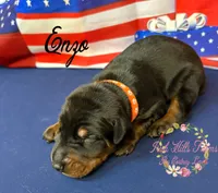 Enzo, a male Doberman Pinscher for sale in Dover, FL – 5 of 5