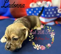 Ladonna, a female Jack Russell Terrier and Shih Tzu for sale in Dover, FL – 4 of 6