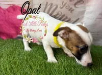 Opal, a female Jack Russell Terrier for sale in Dover, FL – 4 of 9