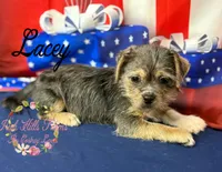 Lacey, a female Jack Russell Terrier and Shih Tzu for sale in Dover, FL – 6 of 7