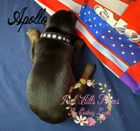 Apollo, a male Doberman Pinscher for sale in Dover, FL – 2 of 6